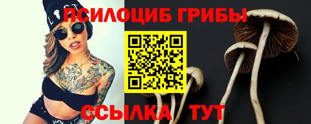 Галлюциногенные грибы Psilocybe Дедовск